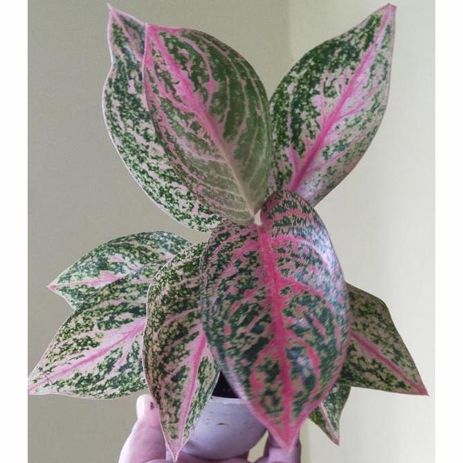Aglonema widuri anakan ( hanya anakan) murah