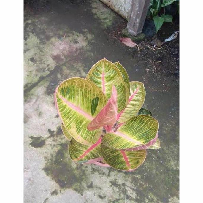 Aglonema goliath anakan ( bibit goliath?) murah