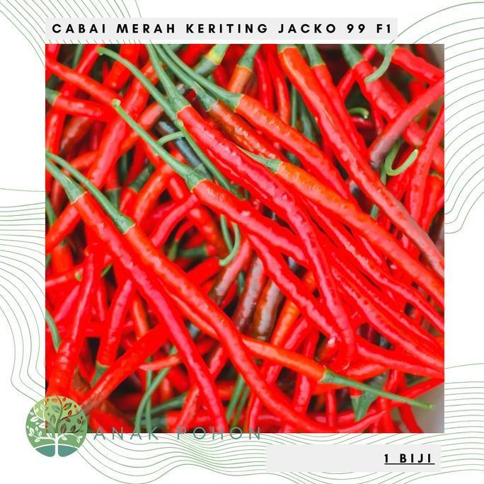 Benih Bibit Biji - Cabai Merah Keriting JACKO 99 F1 Pedas Seeds murah