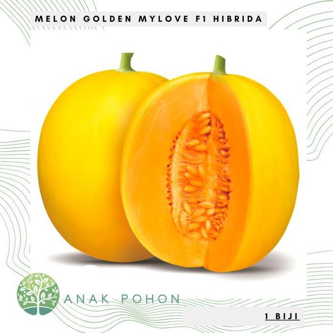 Benih Bibit Biji - Melon My Love F1 Golden Kuning Hibrida Seeds - Melon MyLove Rasa Manis & Warna Da