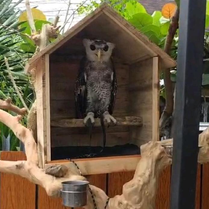 Rumah burung hantu glodok rumah owl