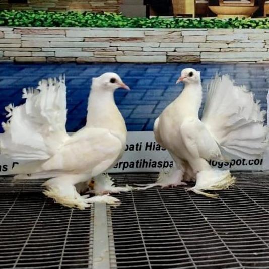 burung merpati kipas sepasang pilihan