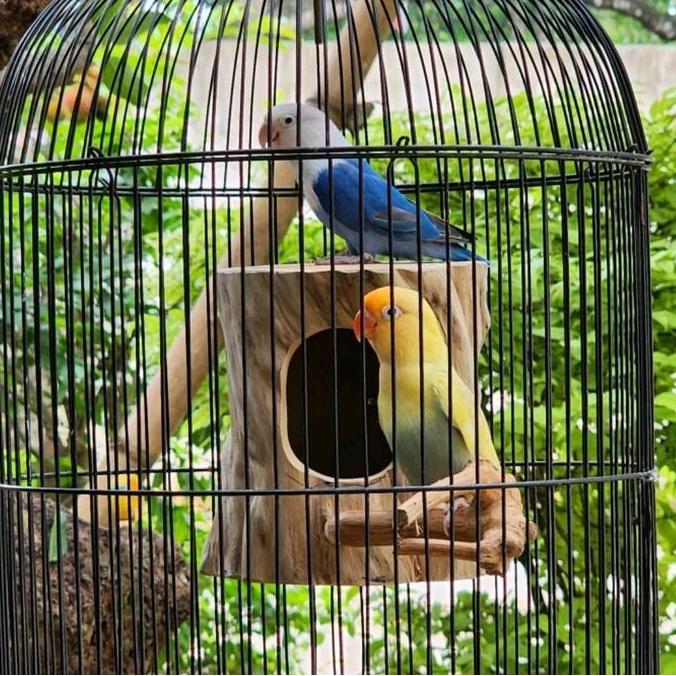 Glodok finch parkit glodok burung kecil