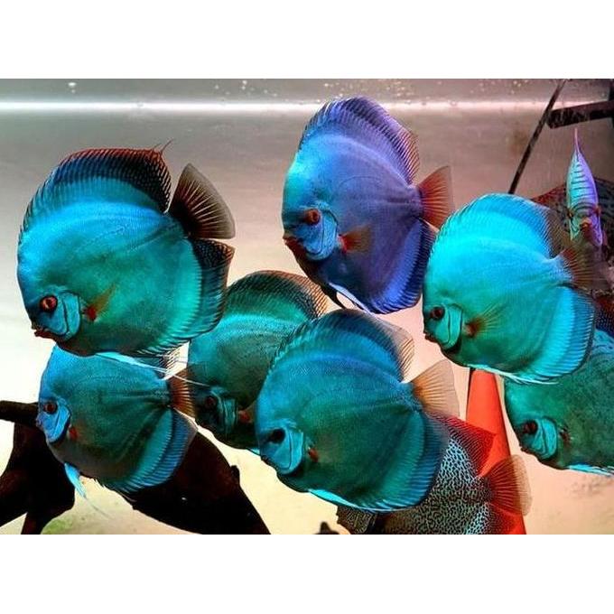 Discus blue diamond / discus blue / blue diamond / ikan hias / discus / ikan hias air tawar