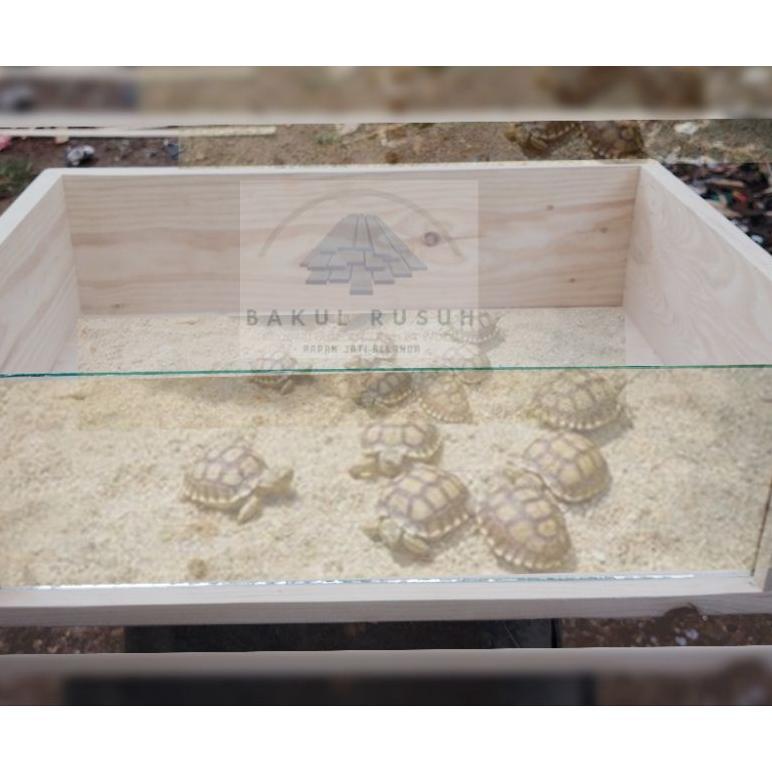 Kandang Kura Kura Box Kura Kura Darat Sulcata Tortois