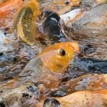 [JUAL PER KARUNG] Pakan Ikan Terapung SINTA 30 kg Komplit Butiran Tinggi Nutrisi