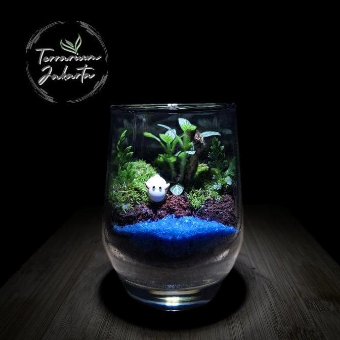 Closed Terrarium - Mini Glass Forest | Terrarium Tertutup | Terrarium Gift - KIT