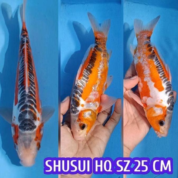 VIRALL IKAN KOI BLITAR SHUSUI READY CHAGOI KOHAKU SANKE SHOWA DLL ''