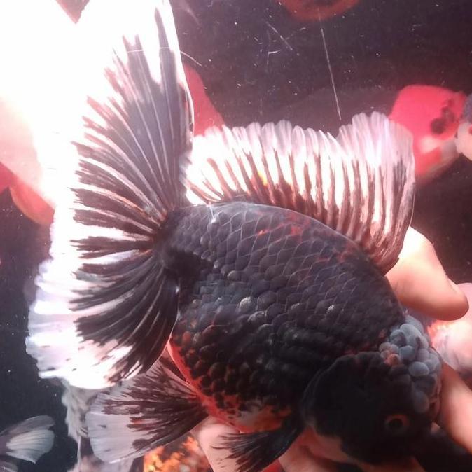 '' IKAN HIAS MAS KOKI ORANDA SUJU SUPER JUMBO GRADE FANCY QUALITY *