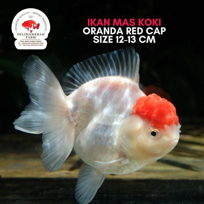 // IKAN MAS KOKI ORANDA RED CUP WHITE TANCHO 10 CM BERGARANSI QUALITY ''