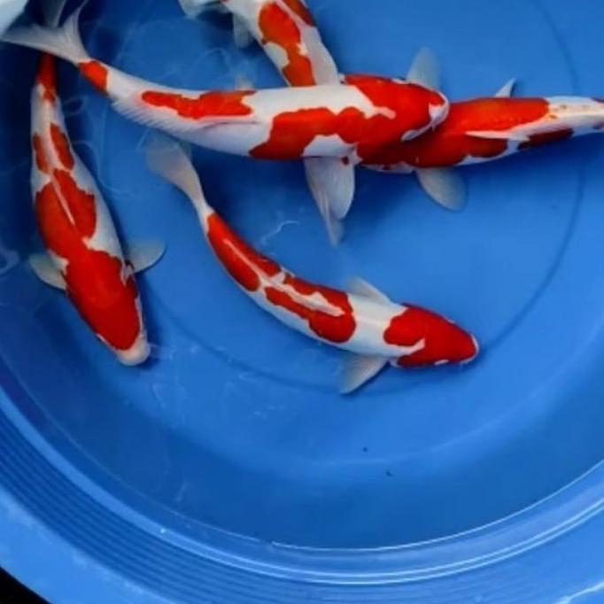 FYP IKAN KOI KOHAKU BLITAR 26-30 CM GRADE A *