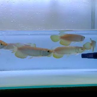 OK IKAN ARWANA AROWANA GOLDEN RED (RTG) *