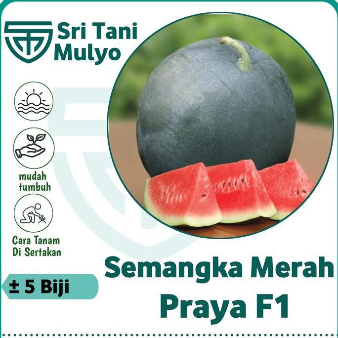 5 Biji - Benih Semangka Merah Praya F1 Allshop