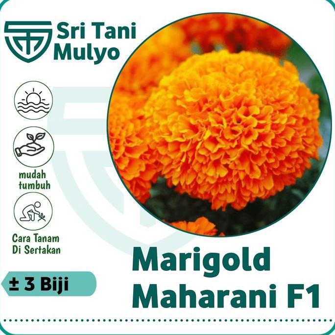 3 Biji - Benih Bunga Marigold Maharani F1 Orange - Bibit Bunga Marigold Oren Allshop