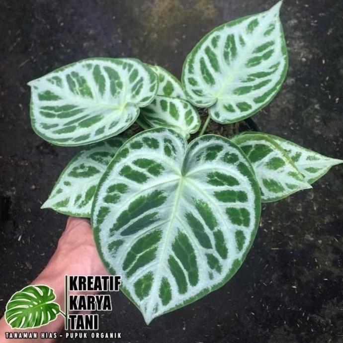 Anthurium Dorayaki Silver Blush - Dorayaki Silver Blush
