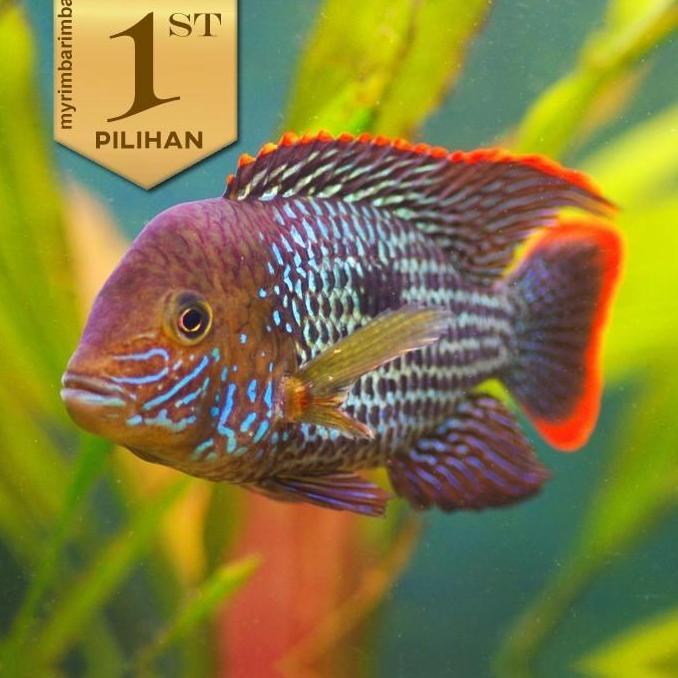 Green Terror Jumbo Ikan Hias Predator Hiasan Dekor Aquarium Aquascape