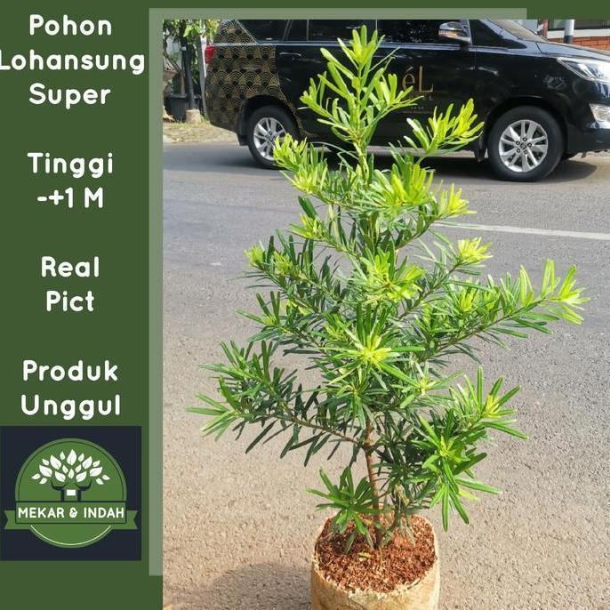 Newgrd- Tanaman Hias Lohansung Tain / Pohon Lohansung Besar Kualitas Satu