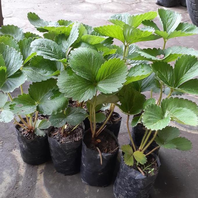 Bibit Tanaman Buah Strawberry California Jumbo Manis