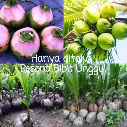 Bibit Kelapa Wulung, Kelapa Hijau Wulung, Kelapa Ijo Wulung Asli 100%