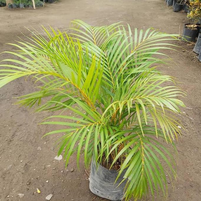 bibit palem kuning - tanaman hias palem kuning - palem kuning