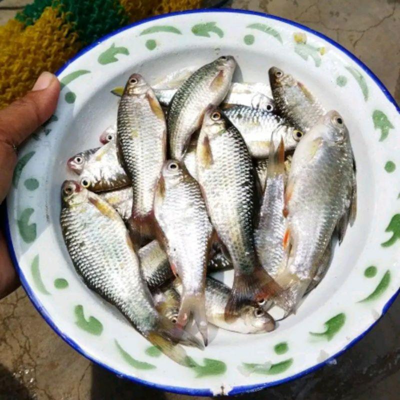 Umpan Mancing Ikan Wader