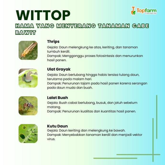 Dreamlict- Obat Patek - Obat Patek Cabe Paling Ampuh / Obat Jamur Cabe Rawit / Obat Patek Cabe Rawit