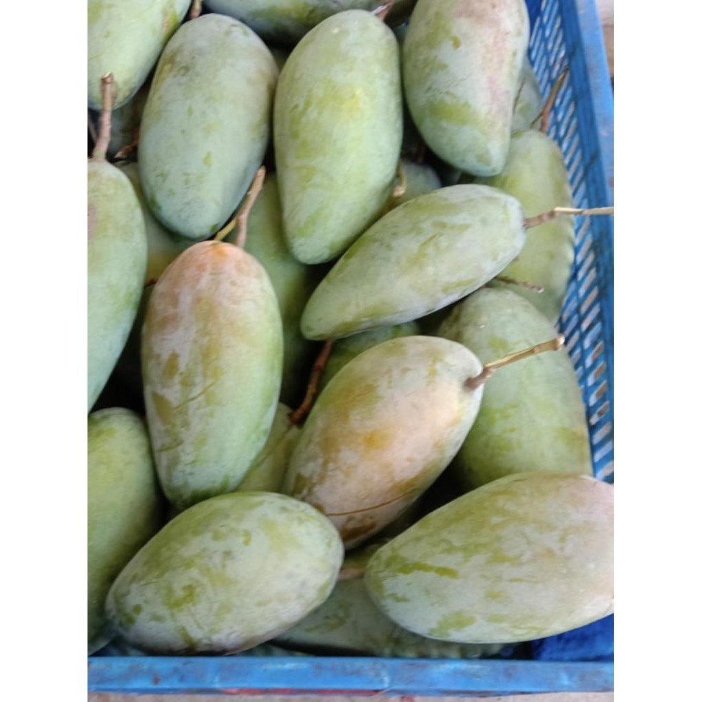 BUAH MANGGA KIOJAY MENTAH / MANGGA THAILAND MENTAH MUDA GARING ASEM MANIS HARGA GROSIR 1KG