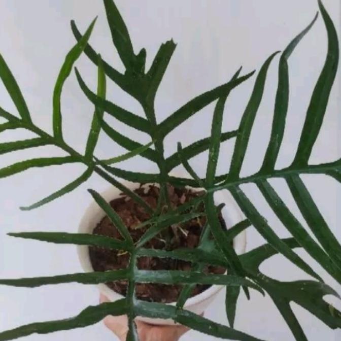 Philodendron Tortum / Philo Tortum
