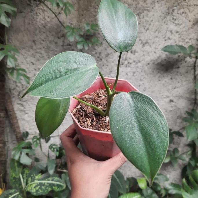 Tanaman Philodendron Rugosum/Pig skin Ekonomis