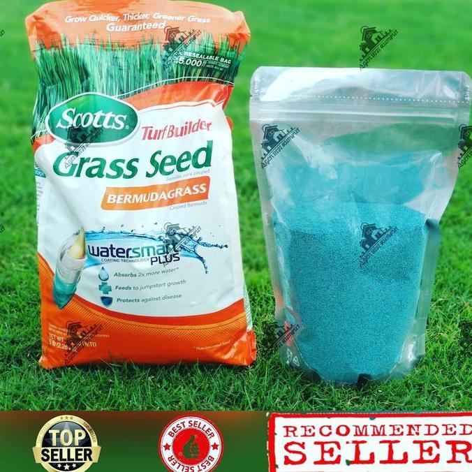 Biji rumput Bermuda 500g- Benih Rumput Bermuda - Bibit rumput Bermuda