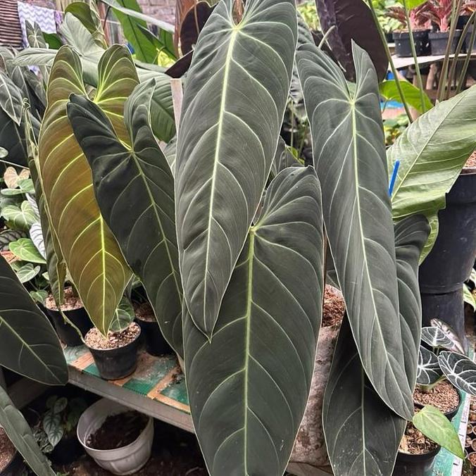 Tanaman Hias Philodendron Melanochrysum narrow / Melano Narrow form