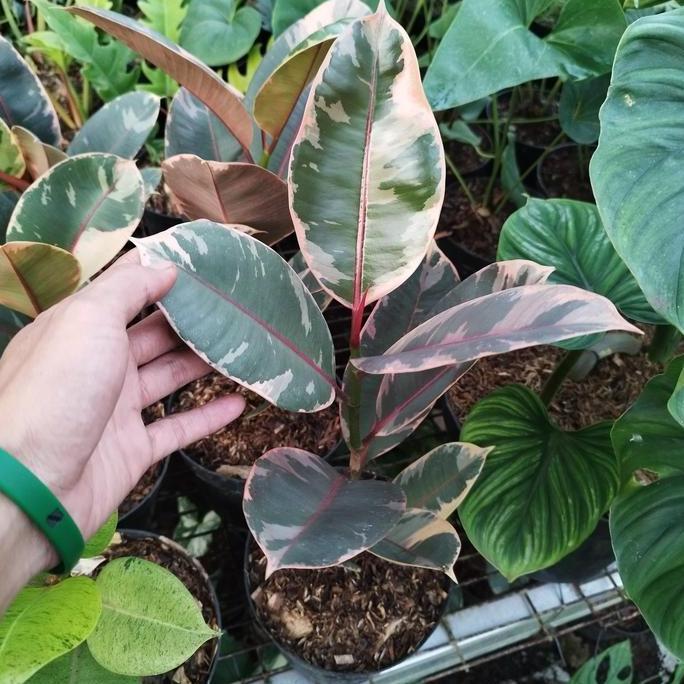tanaman hias karet kebo ruby varigata - pohon karet kebo ruby