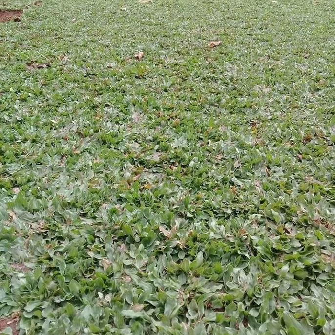 bibit rumput gajah mini - rumput gajah mini