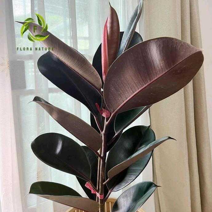 Tanaman Hias Ficus Elastica Burgundy - tanaman hidup karet kebo merah Pot