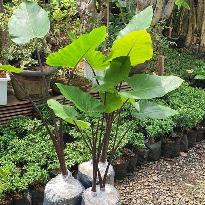 TANAMAN HIAS KELADI SENTE HITAM / POHON LOMPONG HITAM