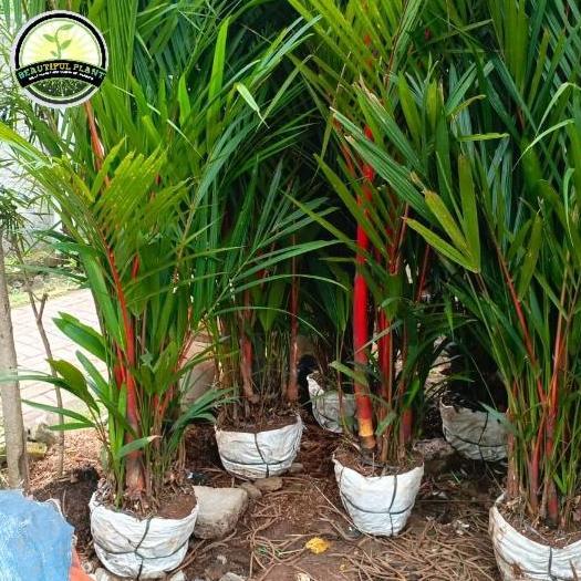 Pohon Palem Merah induk tinggi 2 meter - Tanaman Hias Palem Merah