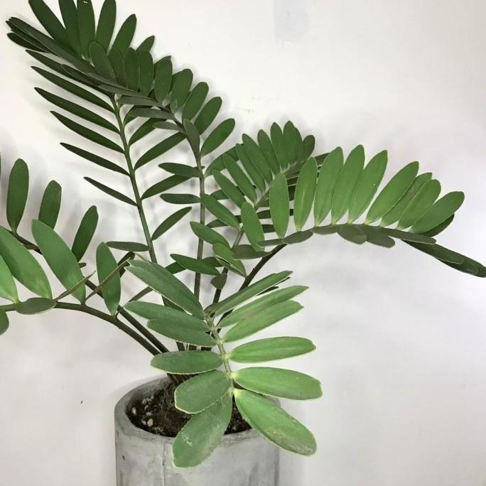 Tanaman Hias Sikas Zamia Furfura - Zamia Sikas Pumila