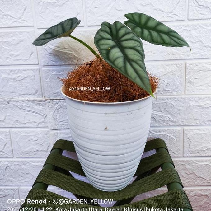 Best Seller Tanaman Hias Alocasia Dragon Scale Silver / Baginda / Inc Pot Tawon Premium
