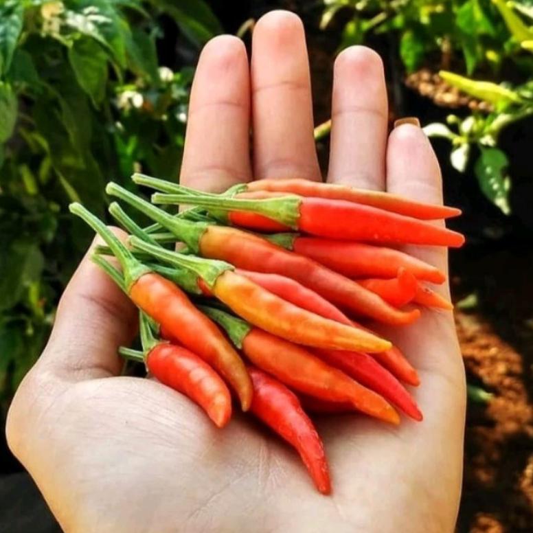 , 100 Biji Cabe Dewata 43 F1 | Bibit Cabe Rawit Dewata F1 | Benih Cabai Rawit ,