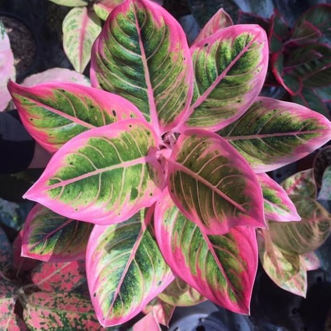 Tanaman hias Aglonema Lotus Delight - Lotus DeLight