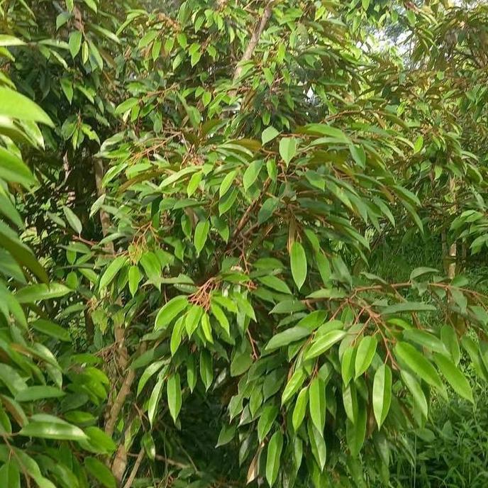 pohon durian super tembaga / tanaman durian super tembaga