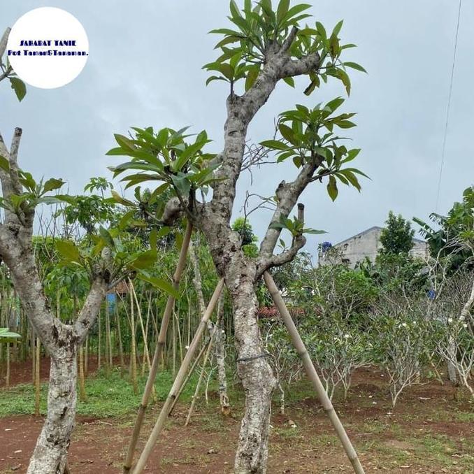 pohon kamboja fosil - pohon fosil kamboja