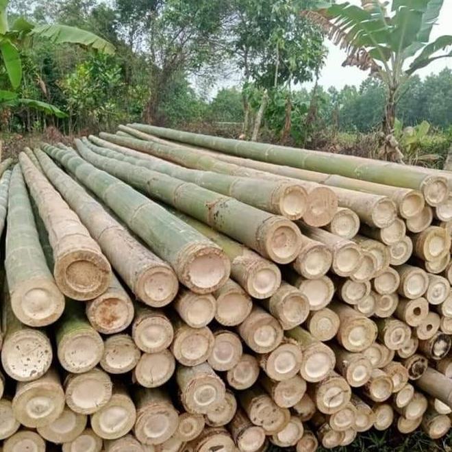 bambu esteger diameter campur 6,7,8 panjang 6 meter ( isi 100 BATANG )
