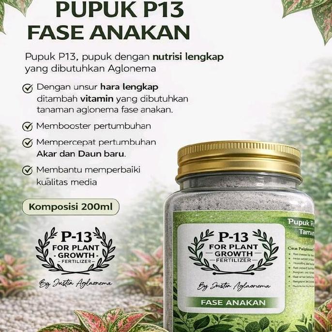 Pupuk P13 Untuk Fase Anakan Om Justin