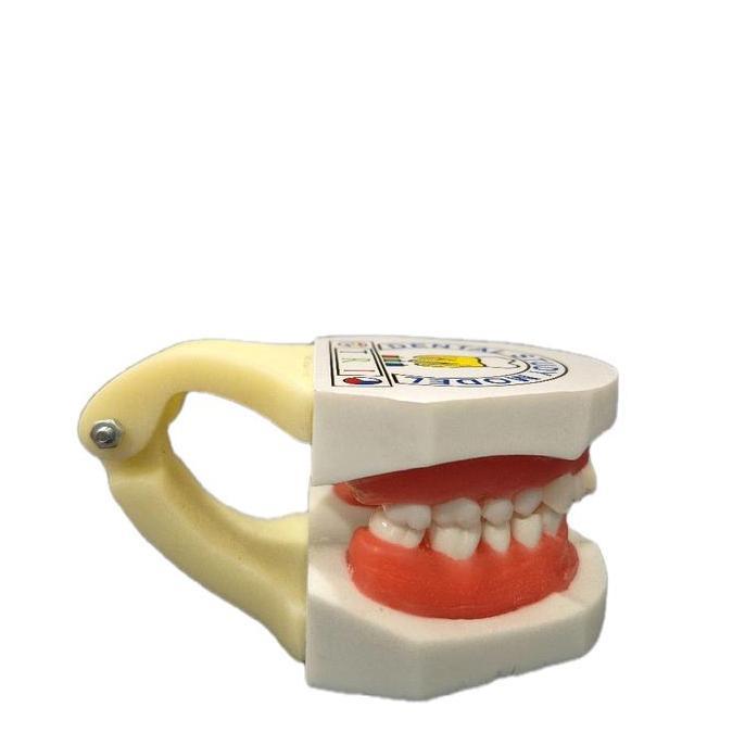 DENTAL SUPPLY GROUP MODEL GIGI PELATIHAN ORTHO WAX DENTAL STUDY MODEL TYPODONT ORTHODONTIC GUSI MALA