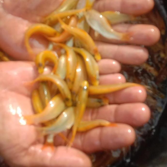 PAKET 50 EKOR IKAN THERAPIST IKAN TERAPI NILEM LEMON & HITAM