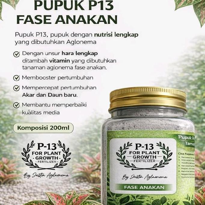 Pupuk P13 Untuk Fase Anakan Om Justin