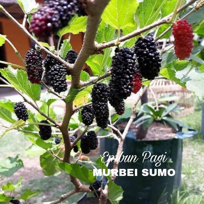 Best Seller Murbei Sumo Indukan Batang Besar Premium