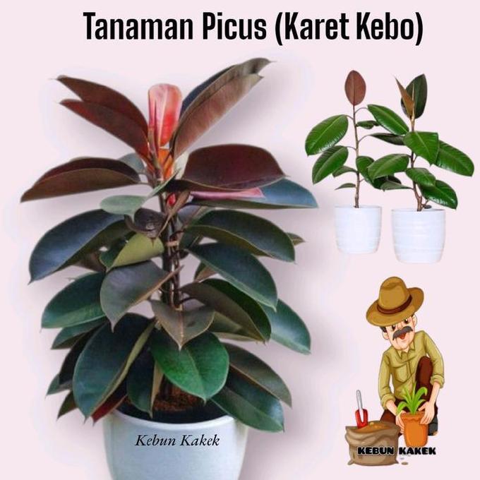 Parque - Tanaman Hias Picus Karet Kebo / Tanaman Hias Hidup Picus Karet Kebo Pot