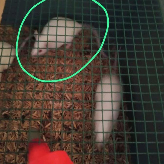 Tikus Putih Mencit (Dewasa) Pakan Reptile - Predator - Penelitian Medis